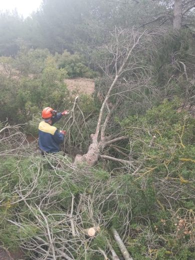 Un operario forestal poda y despeja ramas durante los trabajos de mantenimiento de un cortafuegos. / EPDA Un operario forestal poda y despeja ramas durante los trabajos de mantenimiento de un cortafuegos. / EPDA