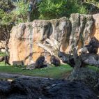 Gorilas de BIOPARC en el cumpleaños de Virunga./ BIOPARC