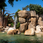 Manada de elefantes se refresca en el lago de la sabana de BIOPARC Valencia durante la ola de calor de este verano.