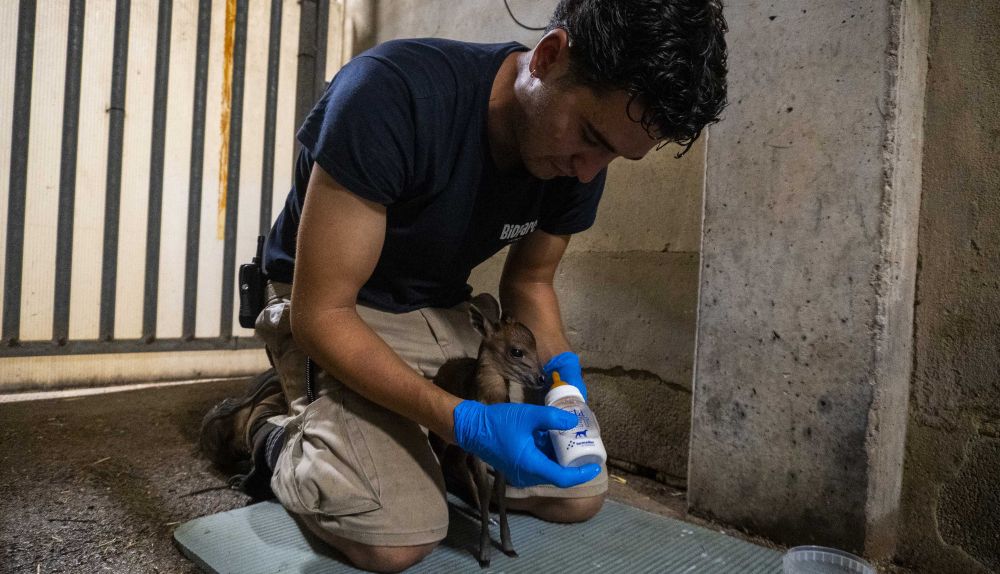 Un miembro del equipo de biología de Bioparc Valencia alimenta con biberón a la cría de duiker rojo de Natal. / Bioparc Valencia