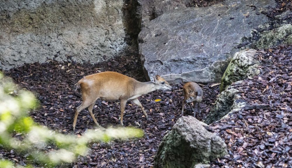 Luna, junto a su cría de duiker rojo de Natal, en Bioparc Valencia. / Bioparc Valencia