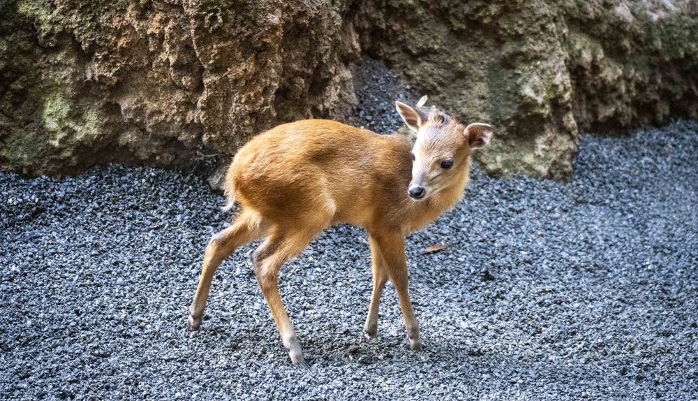La cría de duiker rojo de Natal, durante uno de sus primeros paseos por el recinto de Bioparc Valencia. / Bioparc Valencia