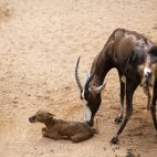 La madre blesbok cuida de su cría recién nacida en BIOPARC Valencia. / BIOPARC Valencia