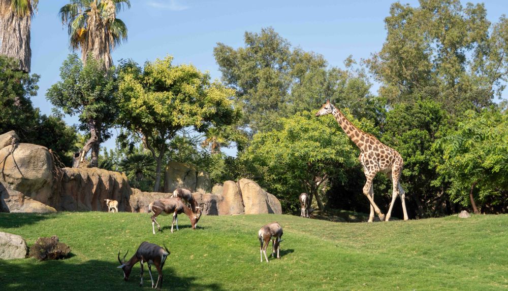 Jirafas y blesboks conviven en la sabana de BIOPARC Valencia, donde ha nacido la nueva cría. / BIOPARC Valencia