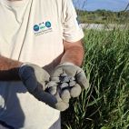 Varias crías de tortuga d'estany en la Marjal dels Moros.