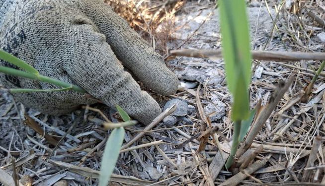 Encuentran una cría de tortuga d'estany en la Marjal dels Moros. Encuentran una cría de tortuga d'estany en la Marjal dels Moros.