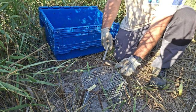 Un nido de crías de tortuga d'estany en la Marjal dels Moros. Un nido de crías de tortuga d'estany en la Marjal dels Moros.