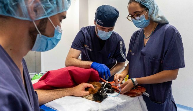 El equipo veterinario durante la cirugía para implantar las lentes intraoculares personalizadas al lémur.