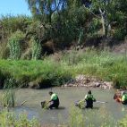 Operarios de la CHJ retirando peces muertos del río Magro. / EFE