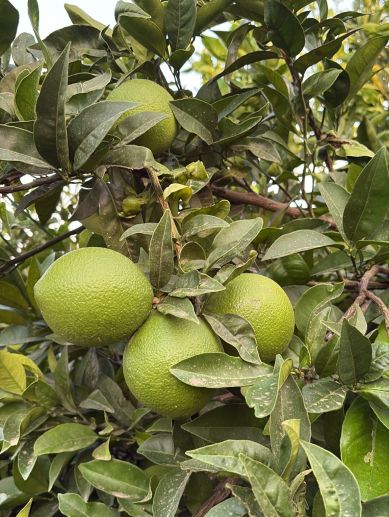 Campos de Casinos cargados de fruta a la espera de la maduración. Campos de Casinos cargados de fruta a la espera de la maduración.