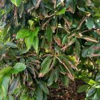 Daños provocados por el “planchado” o las quemaduras solares en un árbol de aguacate de la Comunitat Valenciana.