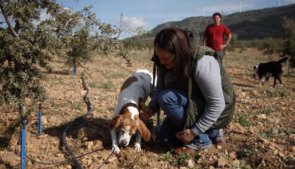 Un perro trufero busca trufa en una explotación rural, uno de los productos incluidos en el directorio de Saborigen. / Saborigen Un perro trufero busca trufa en una explotación rural, uno de los productos incluidos en el directorio de Saborigen. / Saborigen