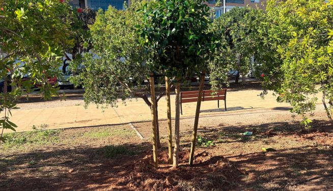 La ciudad plantará 268 nuevos ejemplares durante las próximas semanas con una inversión de casi 75.000 euros La ciudad plantará 268 nuevos ejemplares durante las próximas semanas con una inversión de casi 75.000 euros