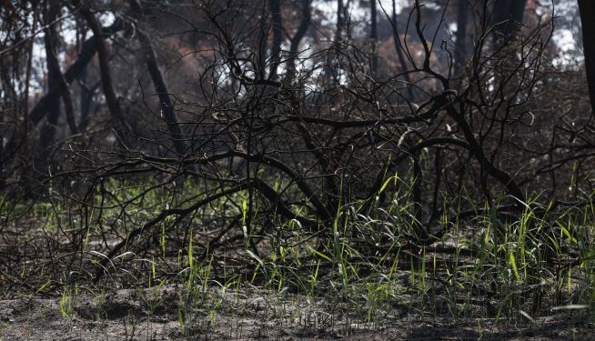 La Devesa de El Saler de Valencia empieza a recuperar la normalidad, con los primeros brotes verdes que ya se pueden ver creciendo en las zonas afectadas. La Devesa de El Saler de Valencia empieza a recuperar la normalidad, con los primeros brotes verdes que ya se pueden ver creciendo en las zonas afectadas.