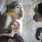 La nueva cría de mangabey de coronilla blanca explora el recinto de BIOPARC Valencia junto a su madre. / BIOPARC Valencia La nueva cría de mangabey de coronilla blanca explora el recinto de BIOPARC Valencia junto a su madre. / BIOPARC Valencia