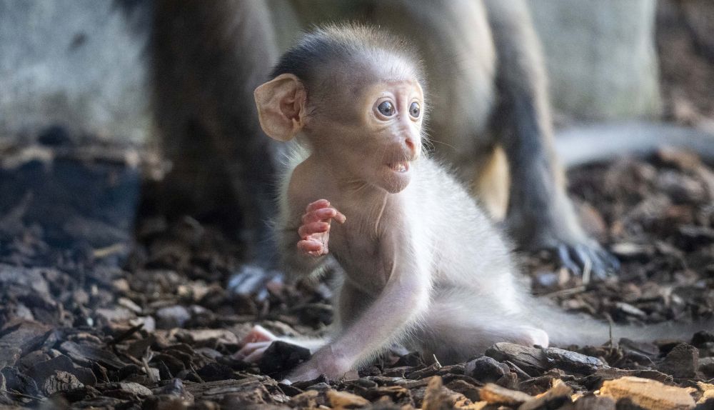 El mangabey de coronilla blanca destaca por los llamativos párpados blancos que utiliza para comunicarse. El mangabey de coronilla blanca destaca por los llamativos párpados blancos que utiliza para comunicarse.