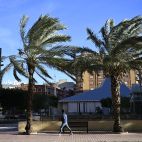 Una persona camina junto a varias palmeras movidas por el viento.