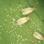 Varios ejemplares adultos de mosca blanca sobre una hoja, rodeados de huevos y larvas. / Generalitat Valenciana