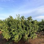 Un naranjo con fruta en un campo de cítricos, en plena campaña de la naranja.