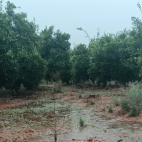Parcela de cítricos encharcada tras las lluvias de la dana Adam.