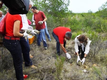 Medio Ambiente libera 300 ejemplares de Tortuga mediterránea en la Serra d"Irta. Foto EPDA