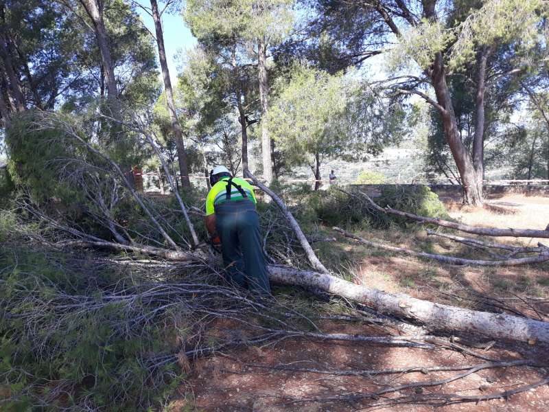 Eliminación de los pinos que interfieren en las obras