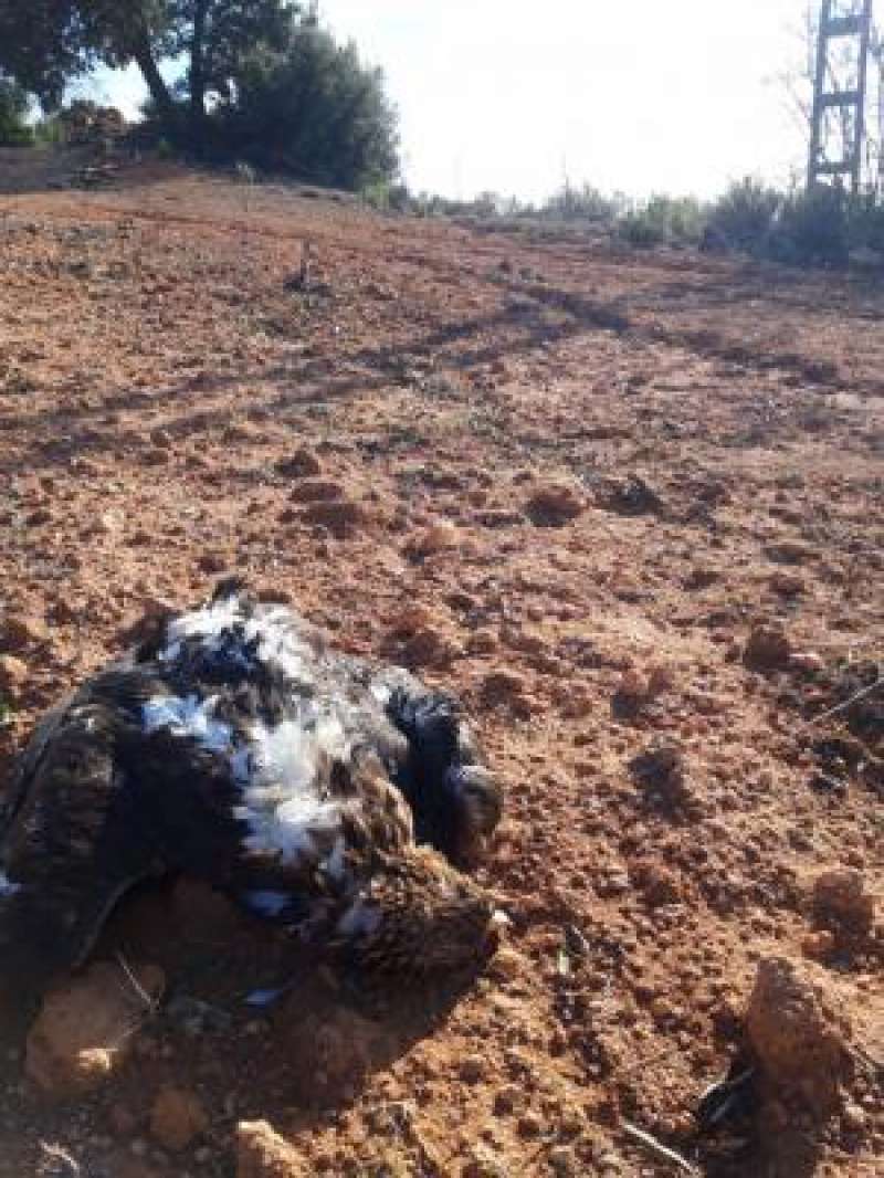 Águila electrocutada en Camporrobles