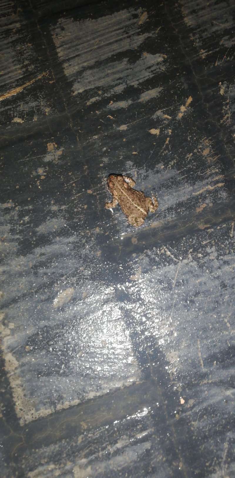 Una rana por una calle de Estivella tras la lluvia. EPDA