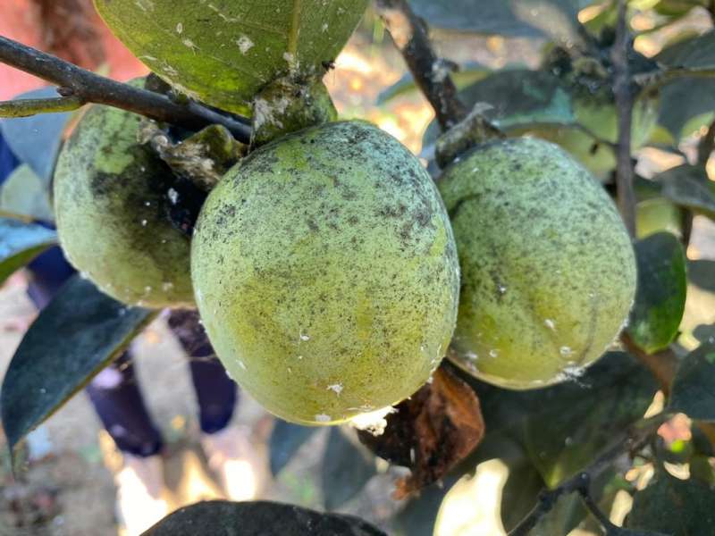 Cotonet en el caqui